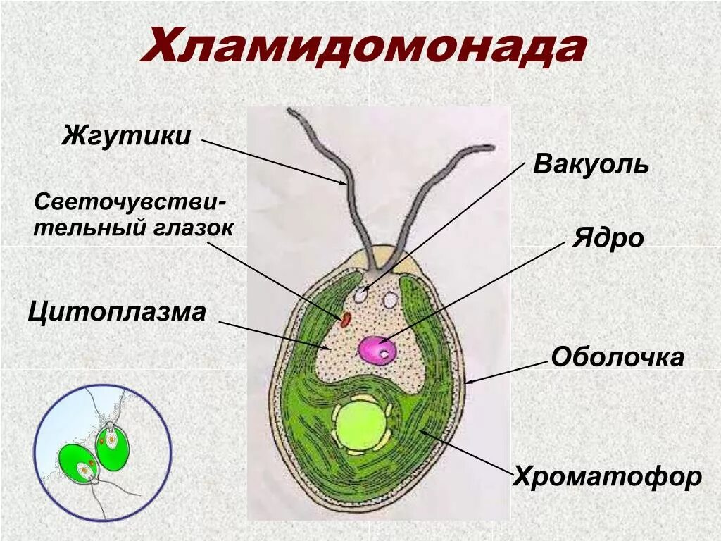 Лабораторная строение водорослей. Строение одноклеточных зеленых водорослей. Строение клетки Chlamydomonas. Клетка хламидомонады рисунок. Рисунок одноклеточной водоросли хламидомонады.