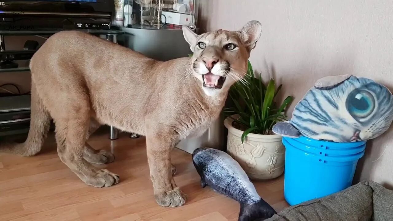 Пума кошка домашняя. Мини пума домашняя. Лам пума месси. Месси кошка пума. Месси животное пума.