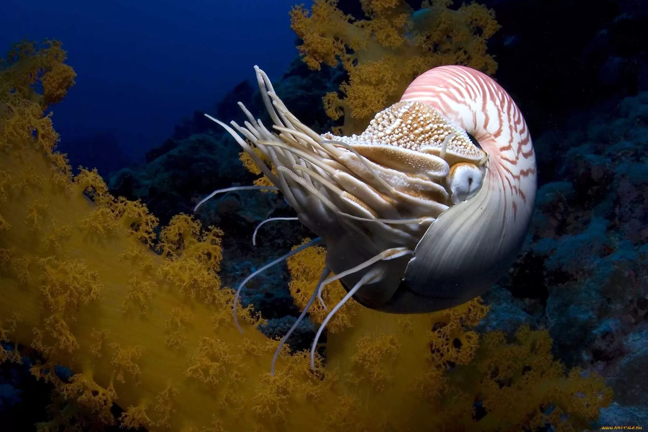Много морских животных