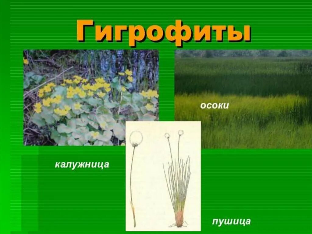 Псаммофиты места обитания приспособления примеры растений Гербарные образцы растений среда обитания