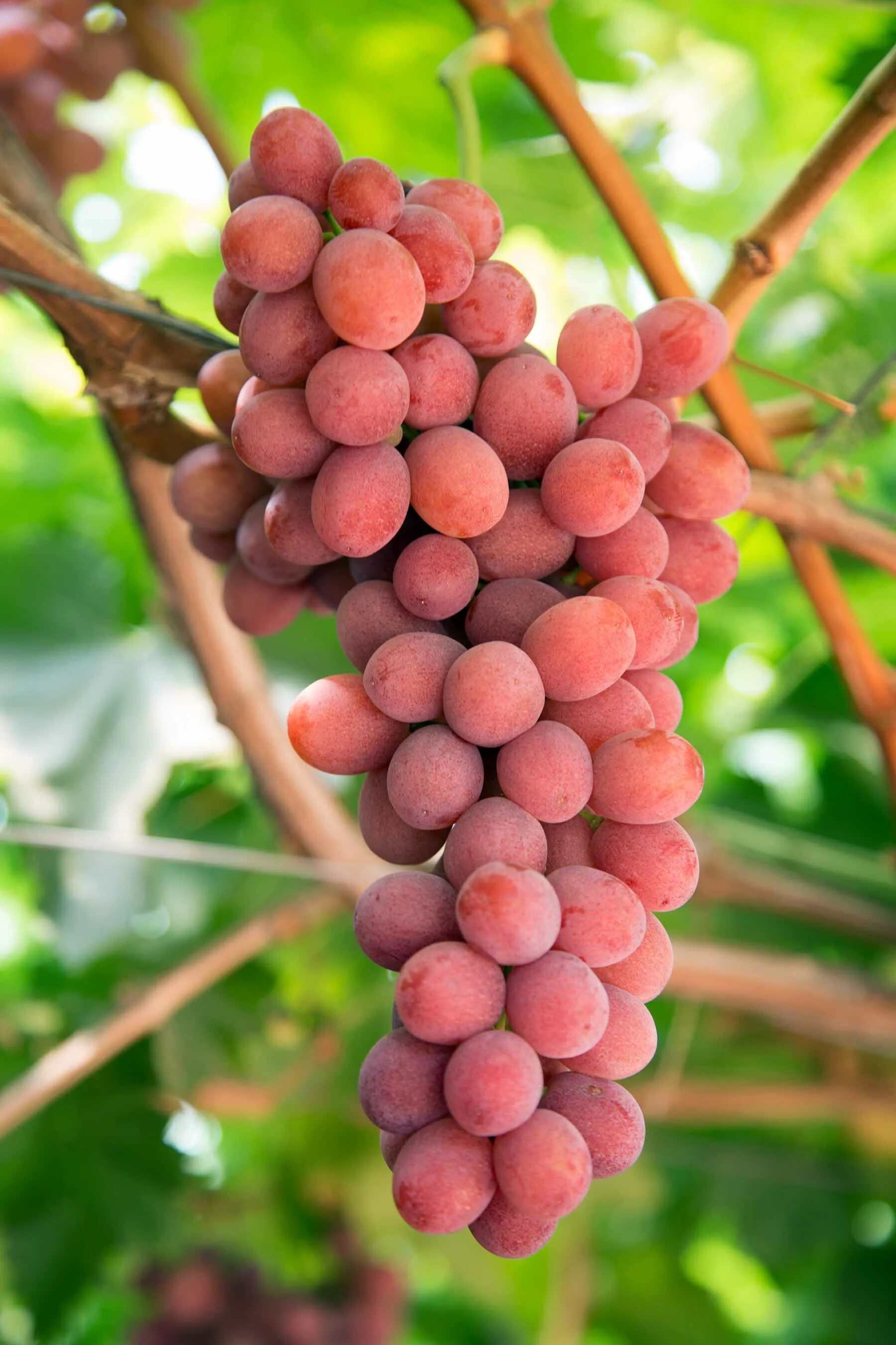 Кишмиш сомерсет сидлис. Виноград рилайнс пинк сидлис. Виноград кишмиш рилайнс пинк сидлис. Виноград пинк сидлис. Виноград пинк сидлис.