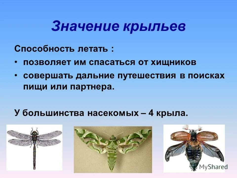 Расправить крылья фразеологизм. Предкрылок крыла оси. Крыор самолета крылоптицы. Значение слова доблесть. Подрезать крылья фразеологизм.