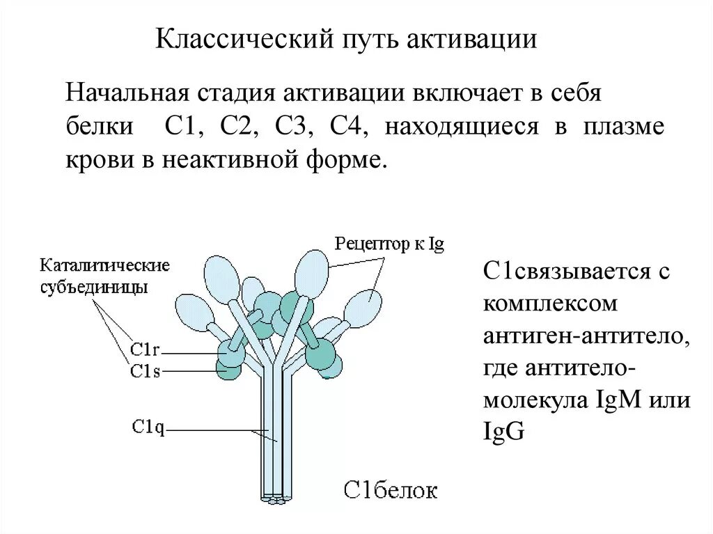 С3 комплемент. Компоненты система комплемента это иммунология. строение компонентов системы комплемента. с2 а система комплемента. активация системы комплемента иммуноглобулины.