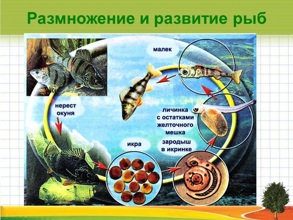 Цикл развития рыб. Размножение и развитие рыб. Схема развития рыбы. Этапы размножения рыб.