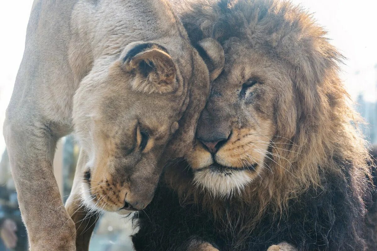 Loving lions