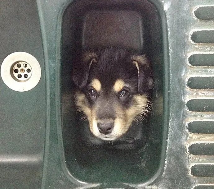 любопытство не порок. котик в коробке прячется. воротник для собаки из ведра. забавные ситуации с животными. собака в банке.
