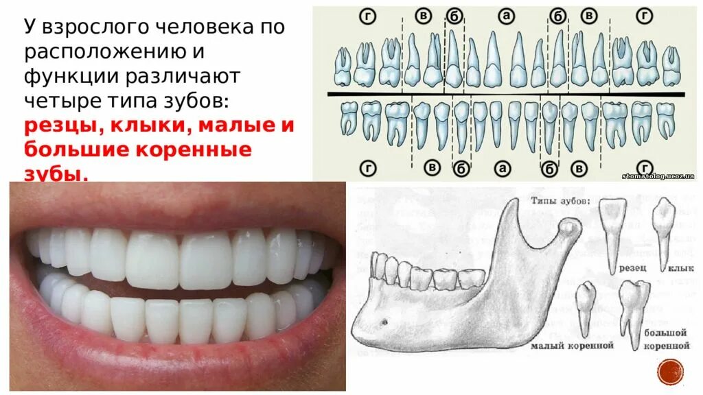 Строение зубов человека схема нижней челюсти. Строение передних зубов человека нижней челюсти. Строение коренных зубов нижней челюсти. Зубы анатомия резцы клыки. Вид насколько