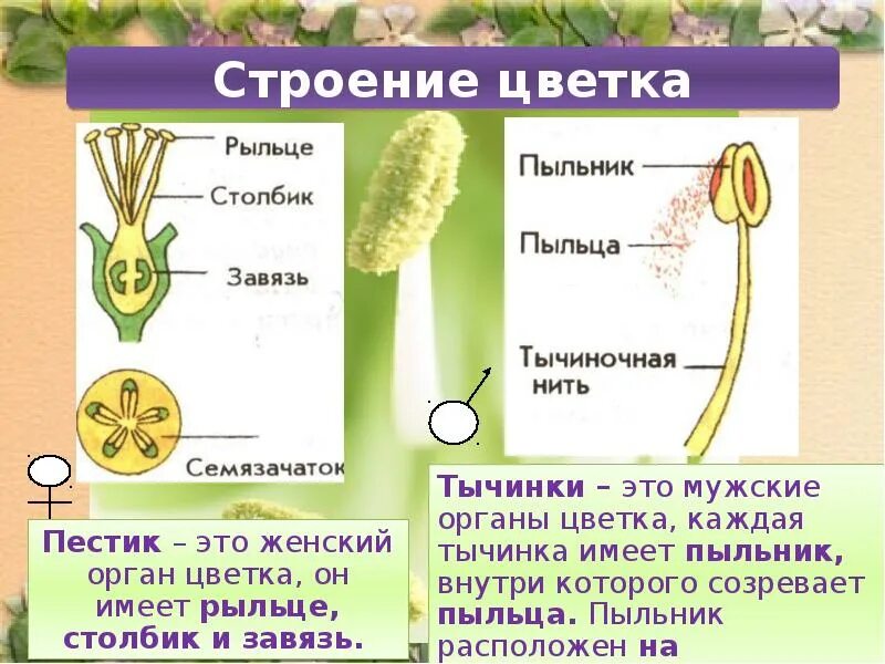 Какую функцию выполняет цветок кратко. Тычинка пыльник тычиночная нить. Функция пыльника. Строение пестика и тычинки. Рыльце столбик и завязь.