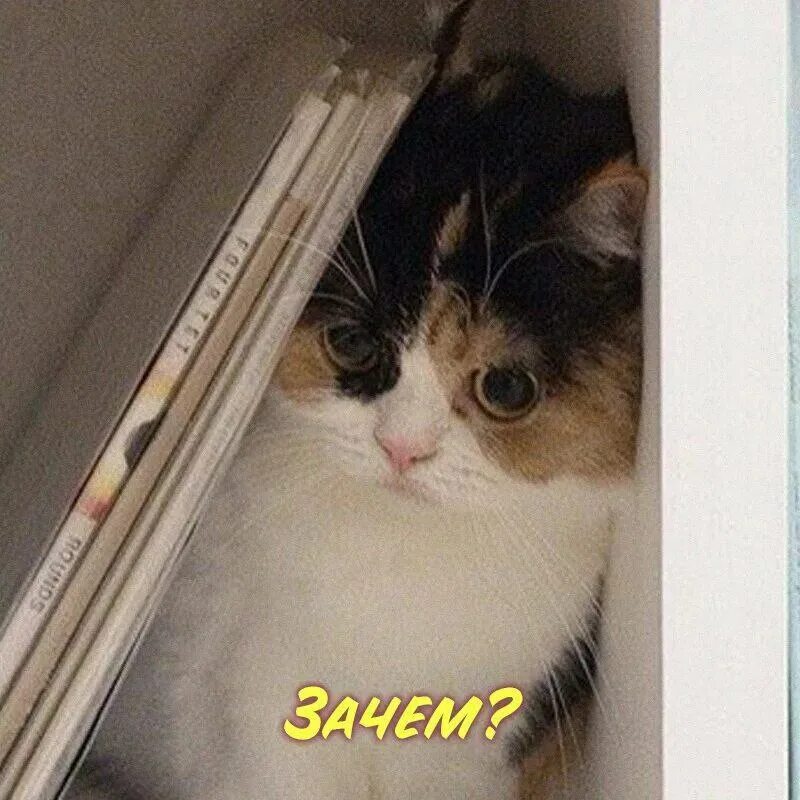 Позитивные картинки для поднятия настроения. Котик зачем мем. Смешные рыжие коты с надписями. Знаешь почему коты. Дурные коты.