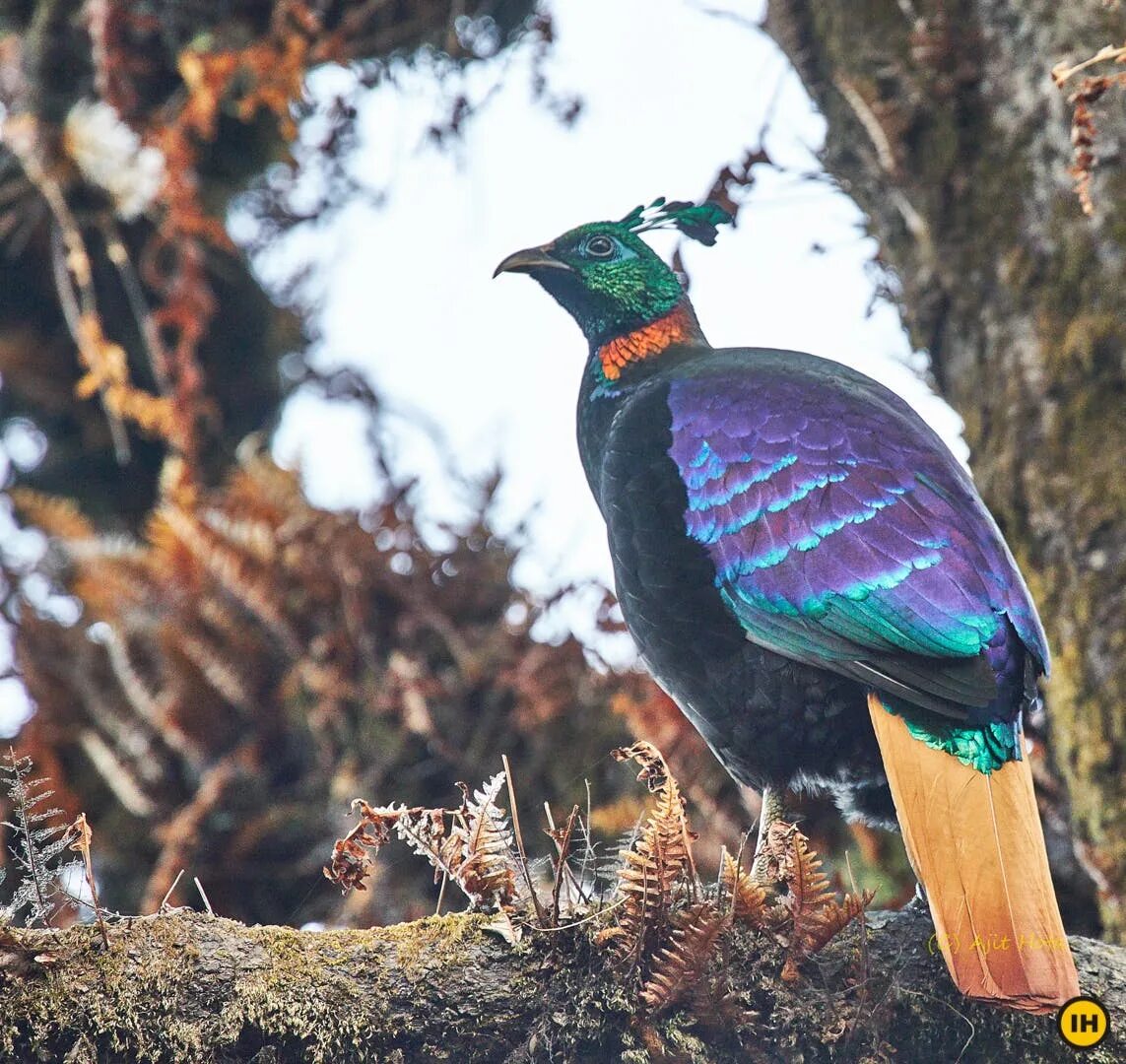 12 birds. Гималайский монал спариванье.