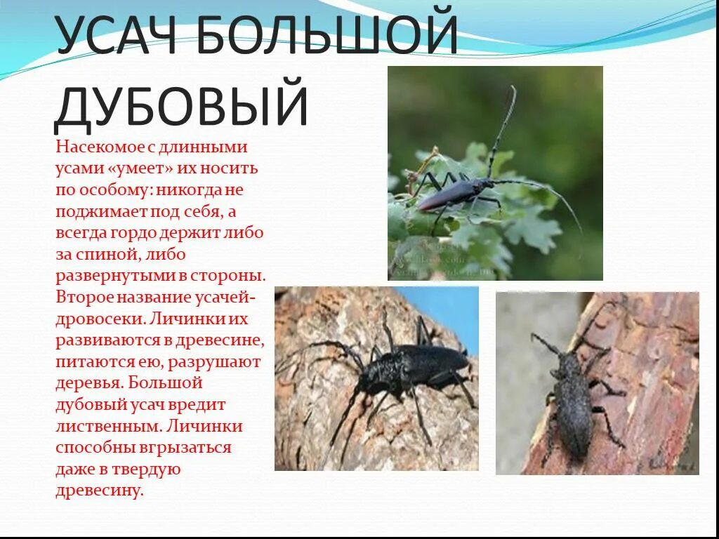 Жук усач в доме как избавиться: найдено 90 картинок