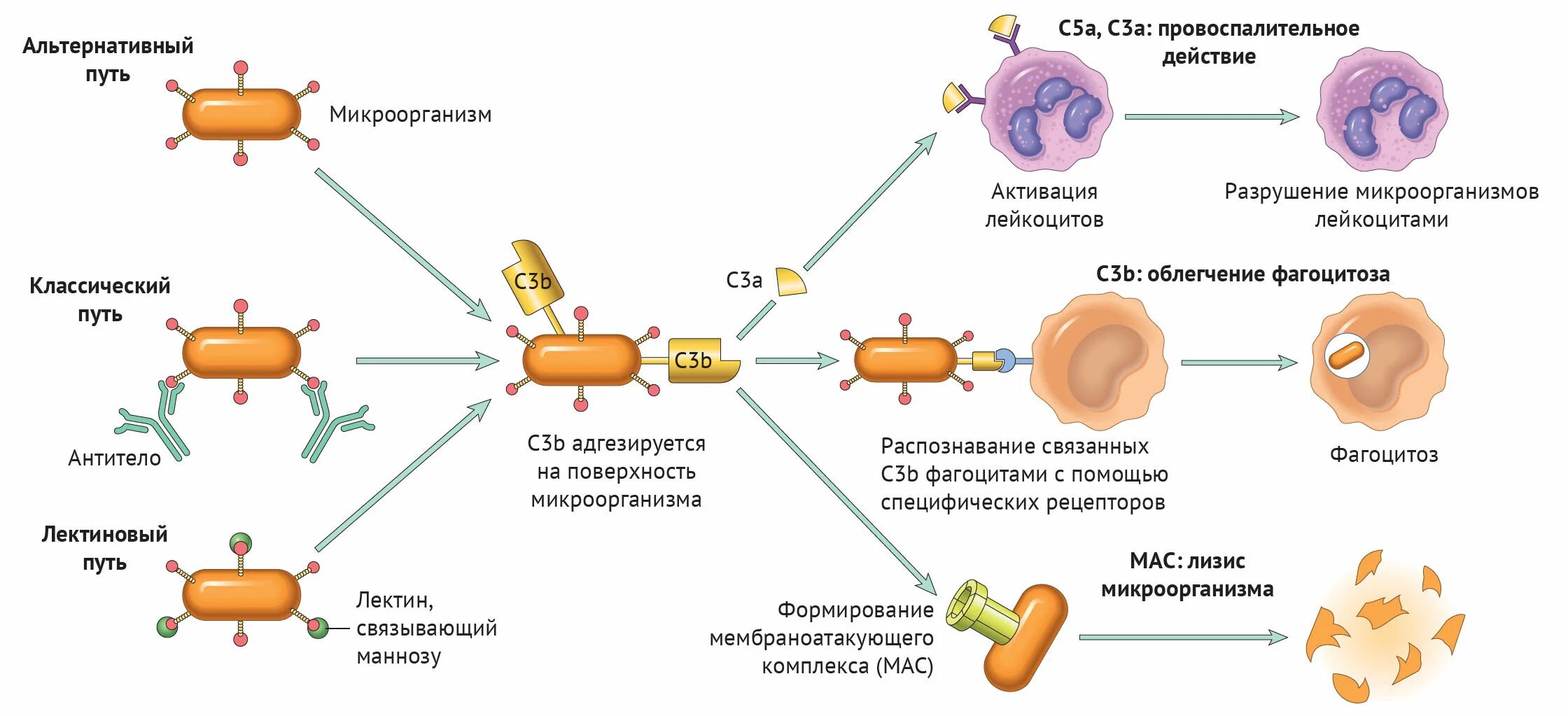 Комплекс комплемента. Активация системы комплемента с3. Функции белков системы комплемента иммунология. Цитолитическая функция системы комплемента. Функции иммунного комплемента.