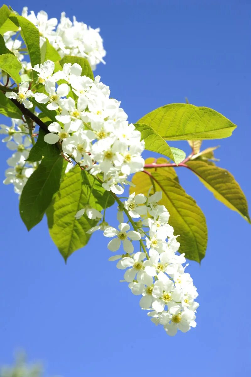 черемуха куст. цветущая черемуха. черемуха белая растение. цветы черемухи. черёмуха обыкновенная куст.