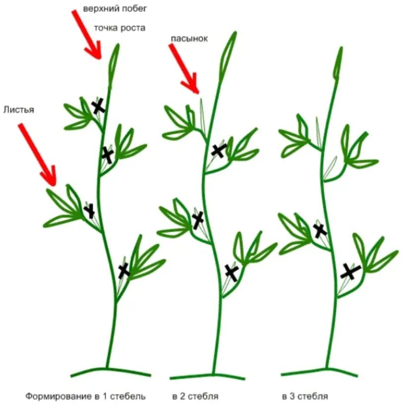Сколько пасынков. Схема пасынкования помидоров. Схема пасынкования томатов в теплице. Формируем куст томата. Пасынкование томатов.