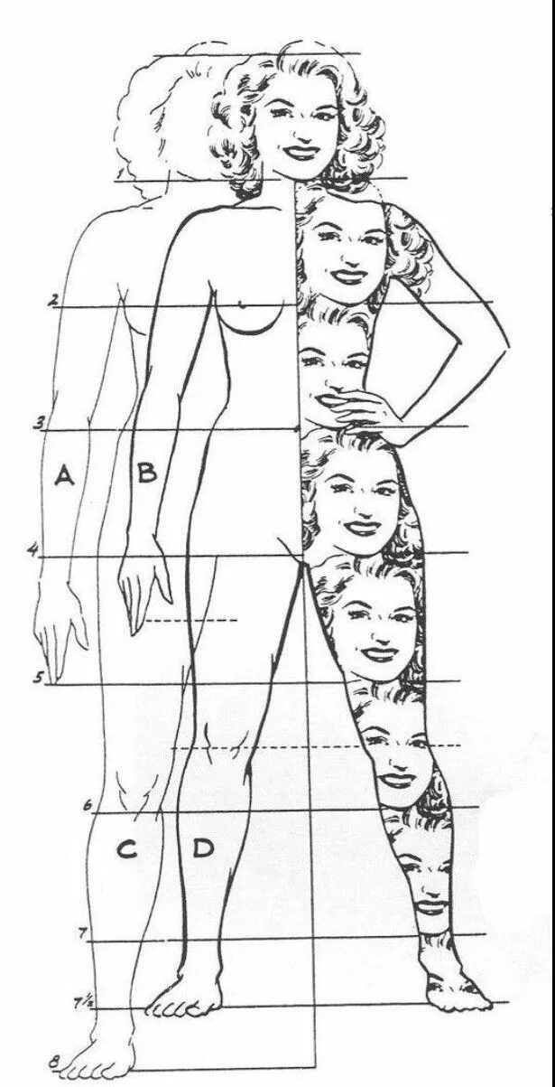 Длина рук составляет. Пропорции тела человека. Пропорции человека рисунок. Пропорции человека женщины. Соотношение пропорций тела человека.