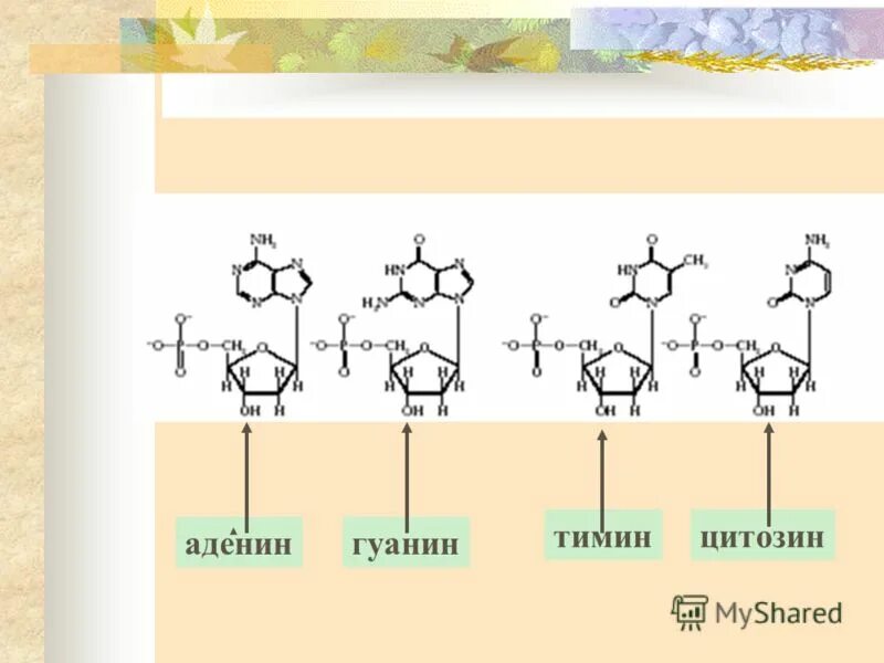 Тимин формула. Тимин. Строение Тимина. Тимин дигидротимин.