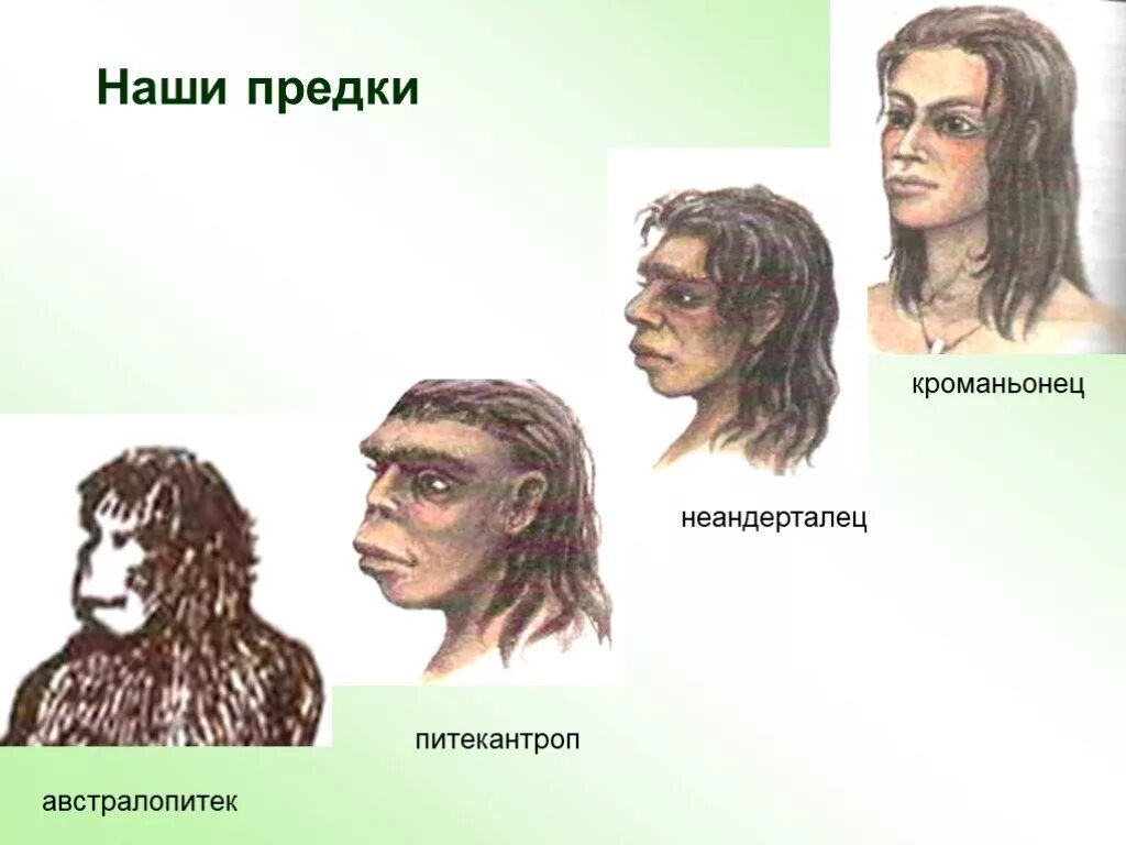 Неандертальцы предки кроманьонцев. Питекантроп синантроп неандерталец. Австралопитек кроманьонец неандерталец таблица питекантроп. Питекантроп австралопитек кроманьонец. Австралопитек питекантроп синантроп неандерталец кроманьонец.