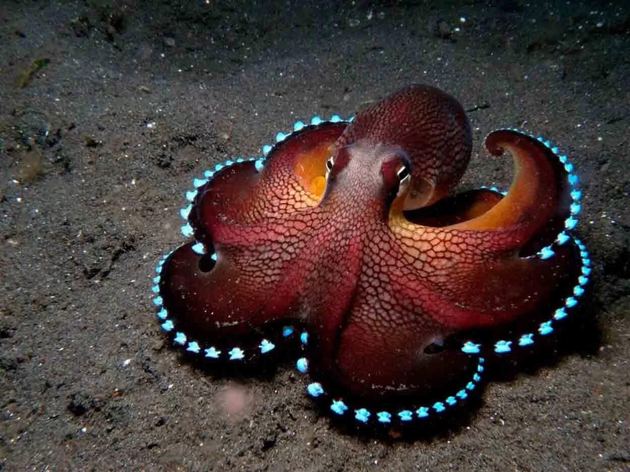 Головоногие осьминог. Amphioctopus marginatus. Морские головоногие моллюски. Головоногие моллюски осьминог. Двужаберные головоногие моллюски.