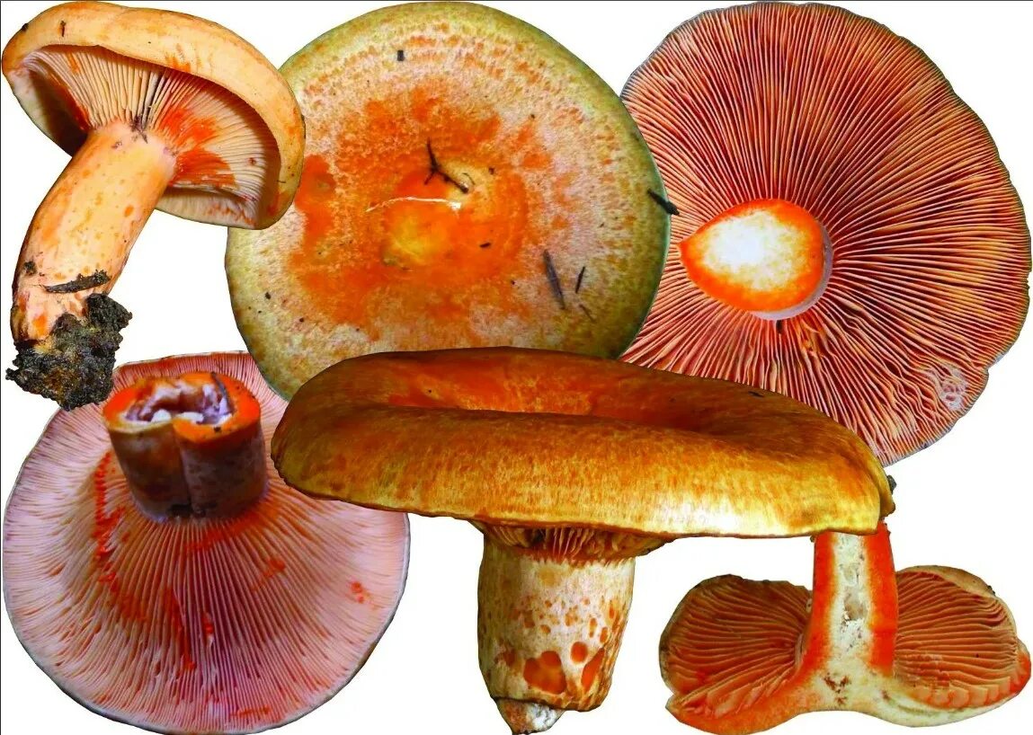 Млечник Рыжик гриб. Рыжик Сосновый/Боровой (Lactarius deliciosus);. Lactarius salmonicolor Рыжик. Рыжики пластинчатые грибы. Как пишется рыжик