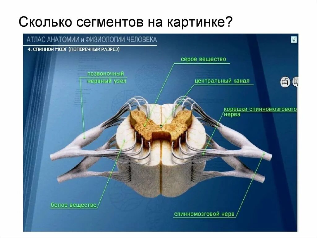 Поперечный разрез спинного мозга анатомия. Строение спинного мозга в разрезе. Спинной мозг строение поперечный срез. Продольный разрез спинного мозга.