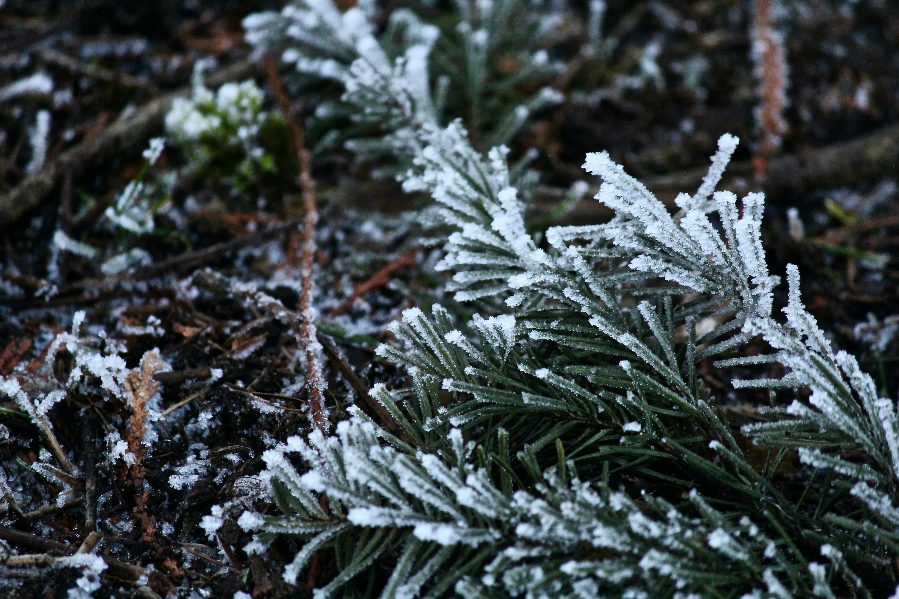 Пихта сибирская лес. Пихта каз-маунтин. Пихтовый лес зимой. Сибирская пихта цветет. Пихта сибирская ветка.