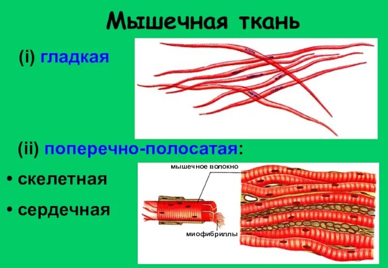 Изображение поперечно полосатой скелетной мышечной ткани. Клетки поперечно-полосатой мышечной ткани. Гладкая ткань и поперечно полосатая. Изображение гладкой мышечной ткани. Изображения скелетной поперечнополосатой мышечной ткани.