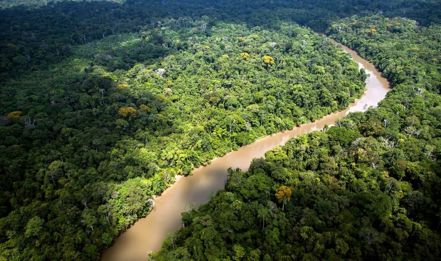 Тропические леса амазонки в Бразилии. Бразилия тропические леса Сельва. Сельва Южной Америки. Леса центральной Амазонии Бразилия.