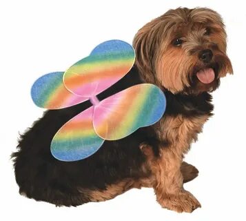 Rainbow petting