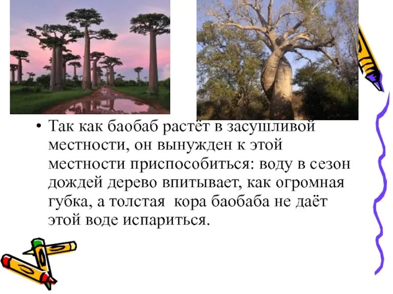 Баобаб сообщение. Баобаб рассказ. Баобаб интересные факты. Баобаб доклад. Где находится баобаб