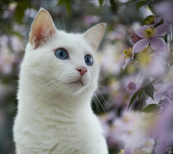 Un gato