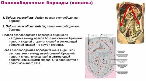Правая борозда