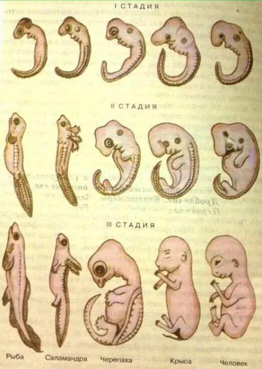 Стадии развития эмбрионов позвоночных. Сходство эмбрионов некоторых животных на ранних стадиях развития. Сходство эмбрионов позвоночных на ранних стадиях развития. Эмбрион человека и животных на ранних стадиях развития. Стадий формирования эмбриона человека.