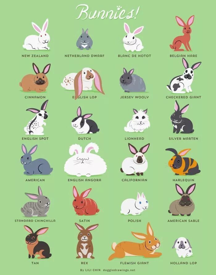 Rabbit type. Bunny hare rabbit разница. факты о кроликах.