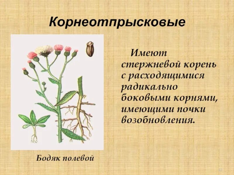 Бодяк полевой покрытосеменные. Бодяк полевой корень. Корнеотпрысковые сорняки осот. Бодяк полевой сорные растения. Бодяк полевой (осот).