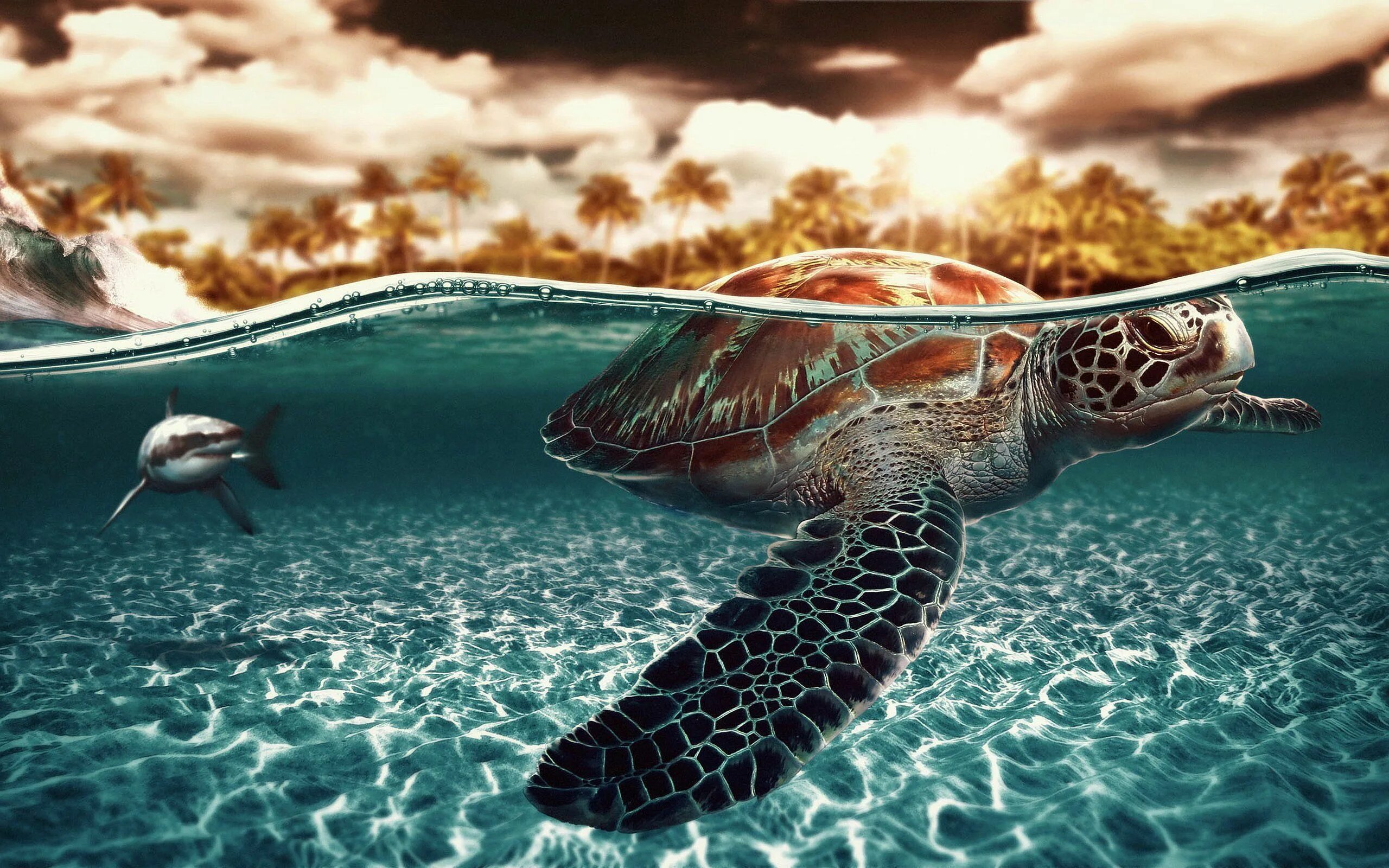 Морская черепаха. Водная тематика. Картинки на рабочий стол. Черепаха под водой.