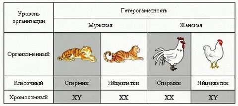 У птиц самки гетерогаметны по полу