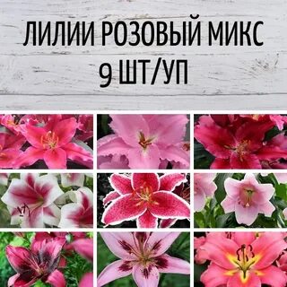 Медовое питомник растений
