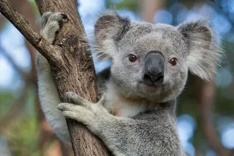 Австралийская коала.