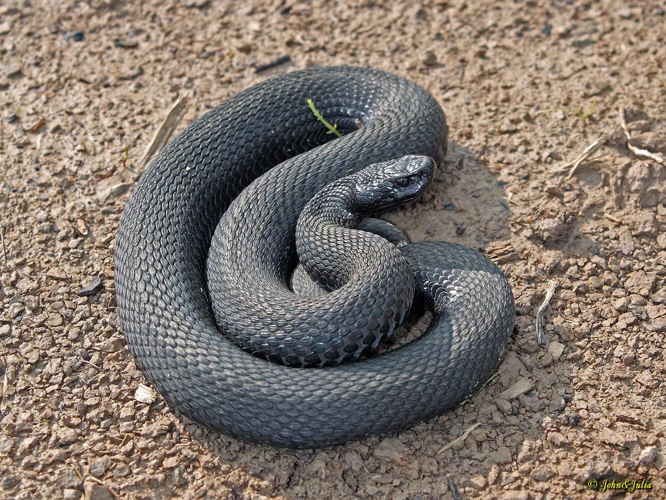 Гадюка Никольского (Vipera nikolskii). Чёрная гадюка змея. Серая гадюка. Гадюка меланист.