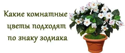 Какой цветок подходит скорпиону