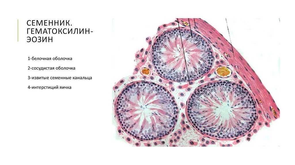 Строение яичка гистология. Строение семенника гистология. строение семенника крысы. семенник крысы гистология препарат. семенник гистология препарат.