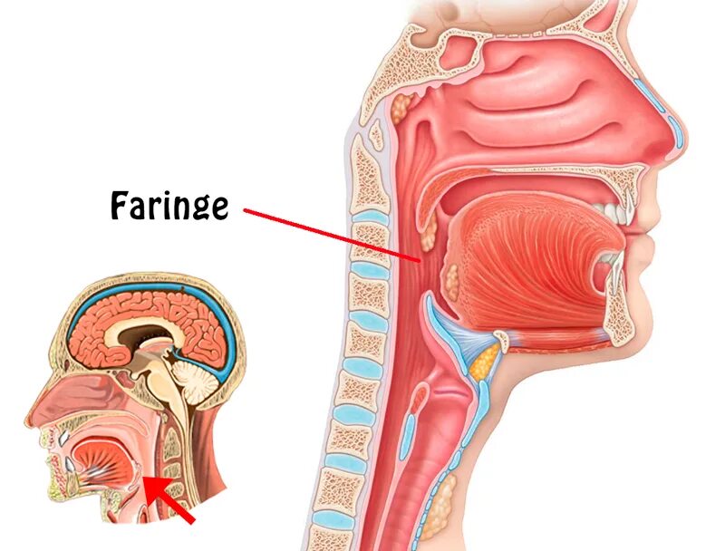 Pharynx Fistulas. Faringe иконки.