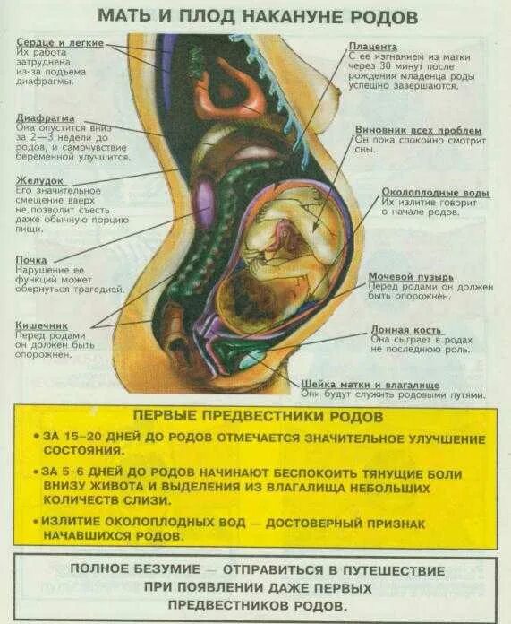 Как начинаются схватки при беременности