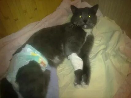 У кота отказала печень