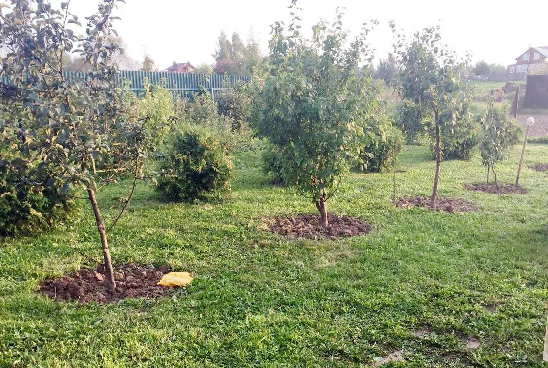 Посадка деревьев кустарников участке. Ландшафт яблони сморода. вокруг плодовых деревьев приствольный круг. плодовые кусты на участке. сад с плодовыми деревьями и кустарниками.