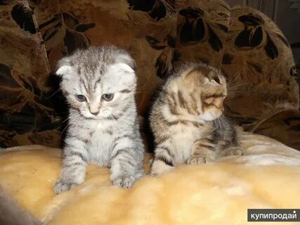 Авито орел котята в добрые