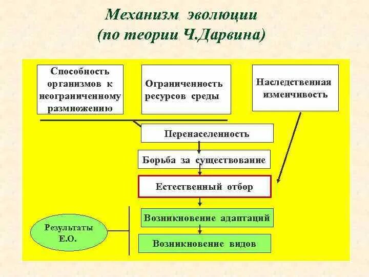 Основные принципы эволюционного учения Дарвина. Основные принципы эволюционной теории Дарвина. Основные принципы теории ч.Дарвина:. Теория эволюции Дарвина кратко.