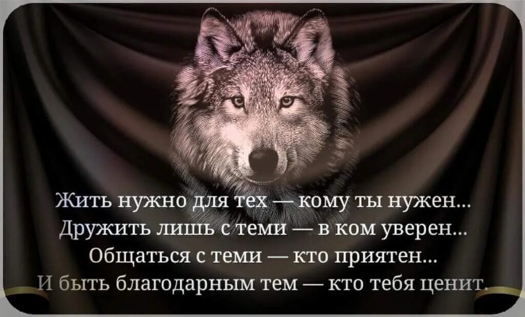 С волками жить по Волчьи выть. С волками жить по Волчьи. С волками жить по Волчьи выть смысл. По Волчьи выть поговорка.