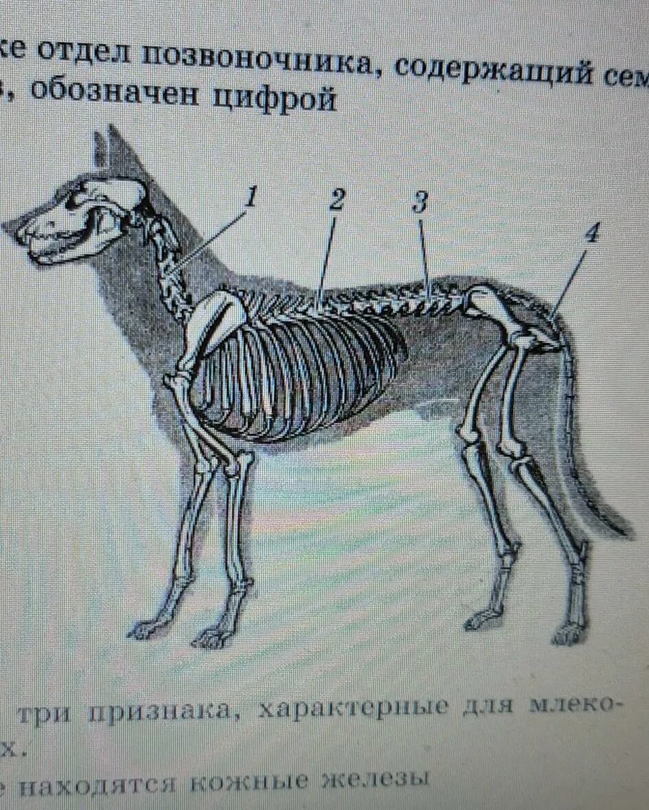 Число отделов позвоночника млекопитающих. Отделы позвоночника млекопитающих. Позвоночник собаки. Отделы позвоночника собаки. Позвоночник собаки схема.