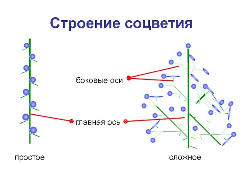 Схема строения соцветия. Схема строения соцветия. Схема строения соцветия. Соцветие кистевидная корзинка. Схема строения соцветия.